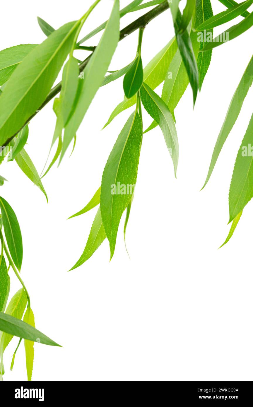 Willow tree leaves hi-res stock photography and images - Alamy