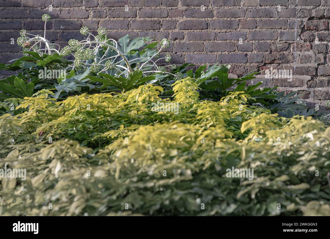 Japanese Aralia (Paper plant) or Fatsia japonica 'Spider's Web' full blossom with Brick wall background. Spherical umbels of tiny white flowers and la Stock Photo