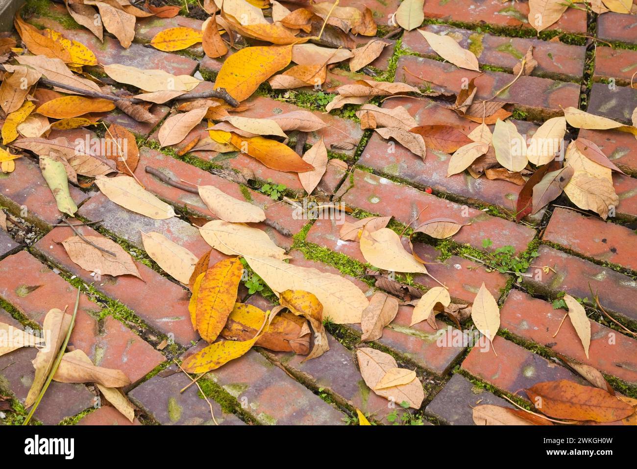Close-up of fallen deciduous tree leaves on top of footpath made of red bricks in autumn. Stock Photo