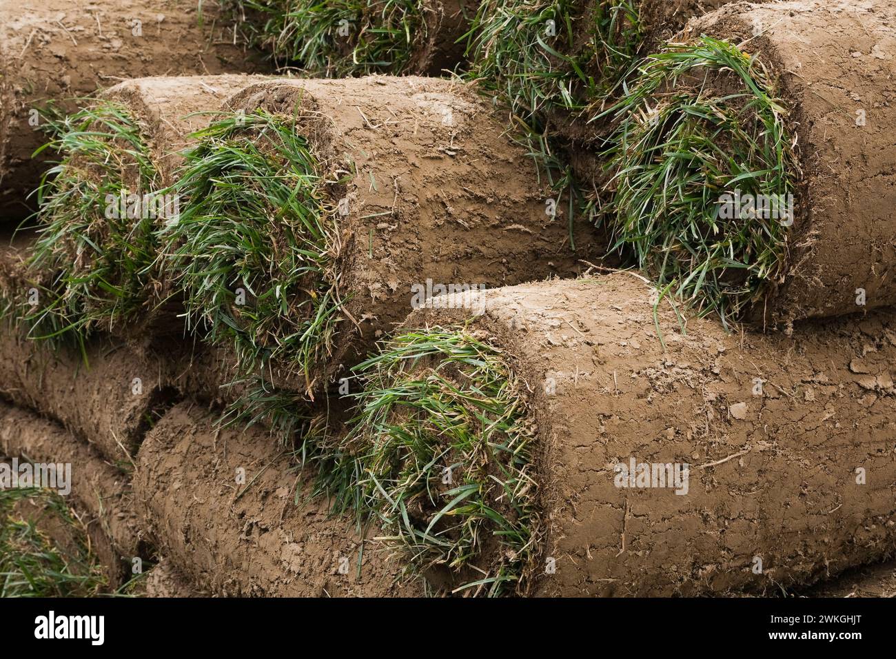 Stacked rolls of Poa pratensis - Kentucky bluegrass sod. Stock Photo