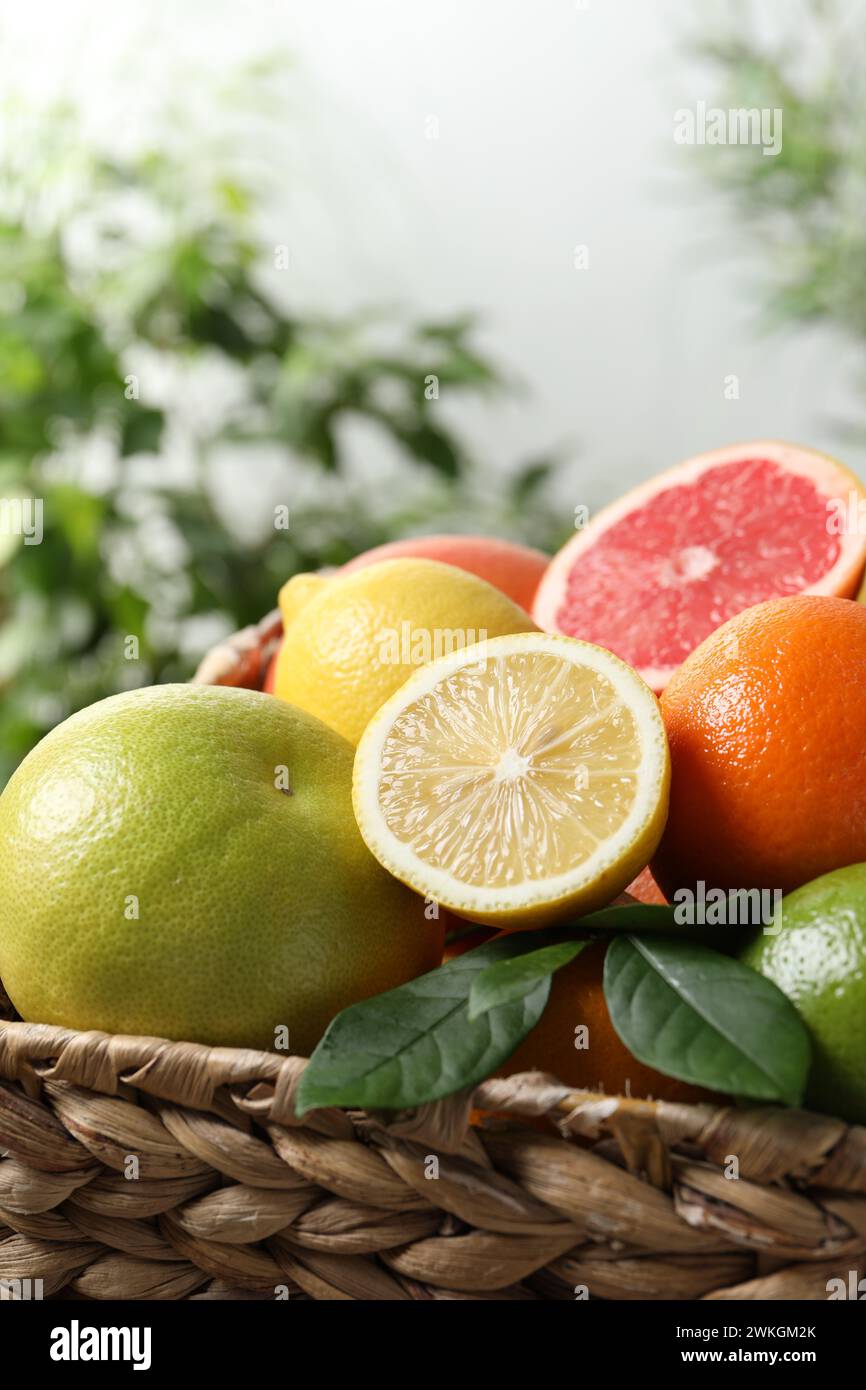 Citrus fruits in the basket hi-res stock photography and images - Alamy