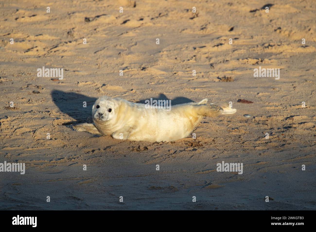 Atlantic grey seal (Halichoerus grypus) juvenile baby pup animal ...