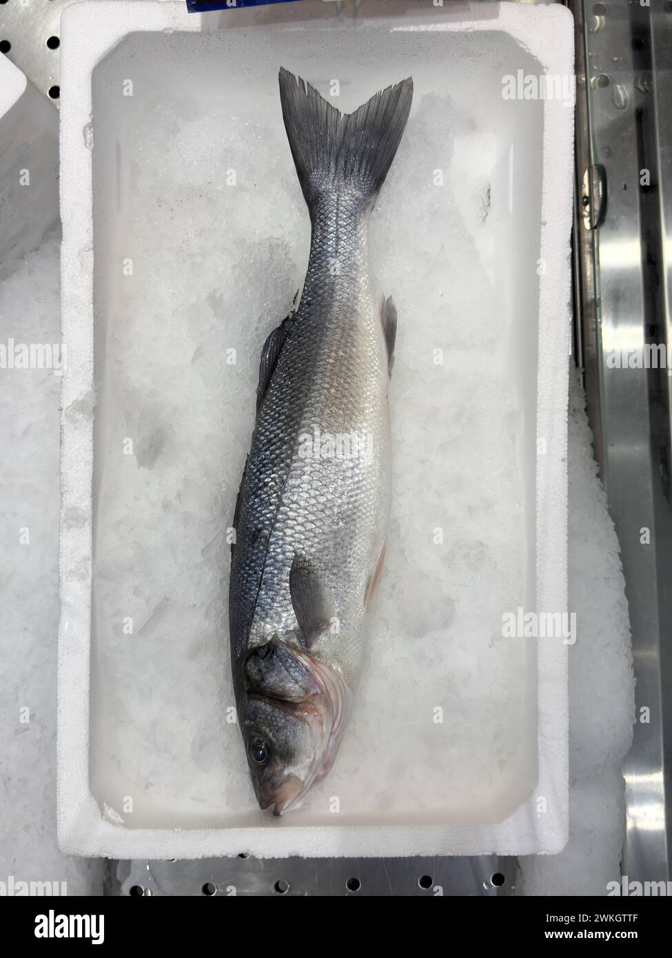 Display of fish caught whole fish temperate basses (Moronidae) Loup de Mer Branzino Spinola on ice in refrigerated counter fish counter of fishmonger Stock Photo