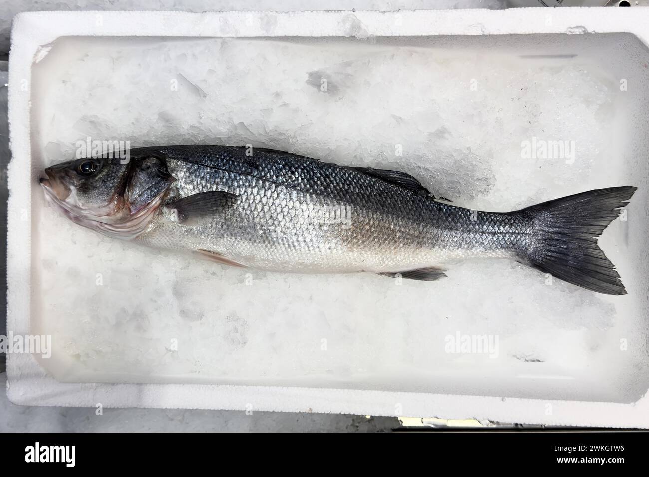 Display of fish caught whole fish temperate basses (Moronidae) Loup de Mer Branzino Spinola on ice in refrigerated counter fish counter of fishmonger Stock Photo