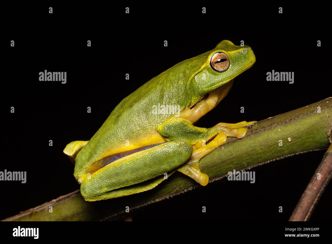 Australian Dainty Tree Frog resting on tree branch Stock Photo