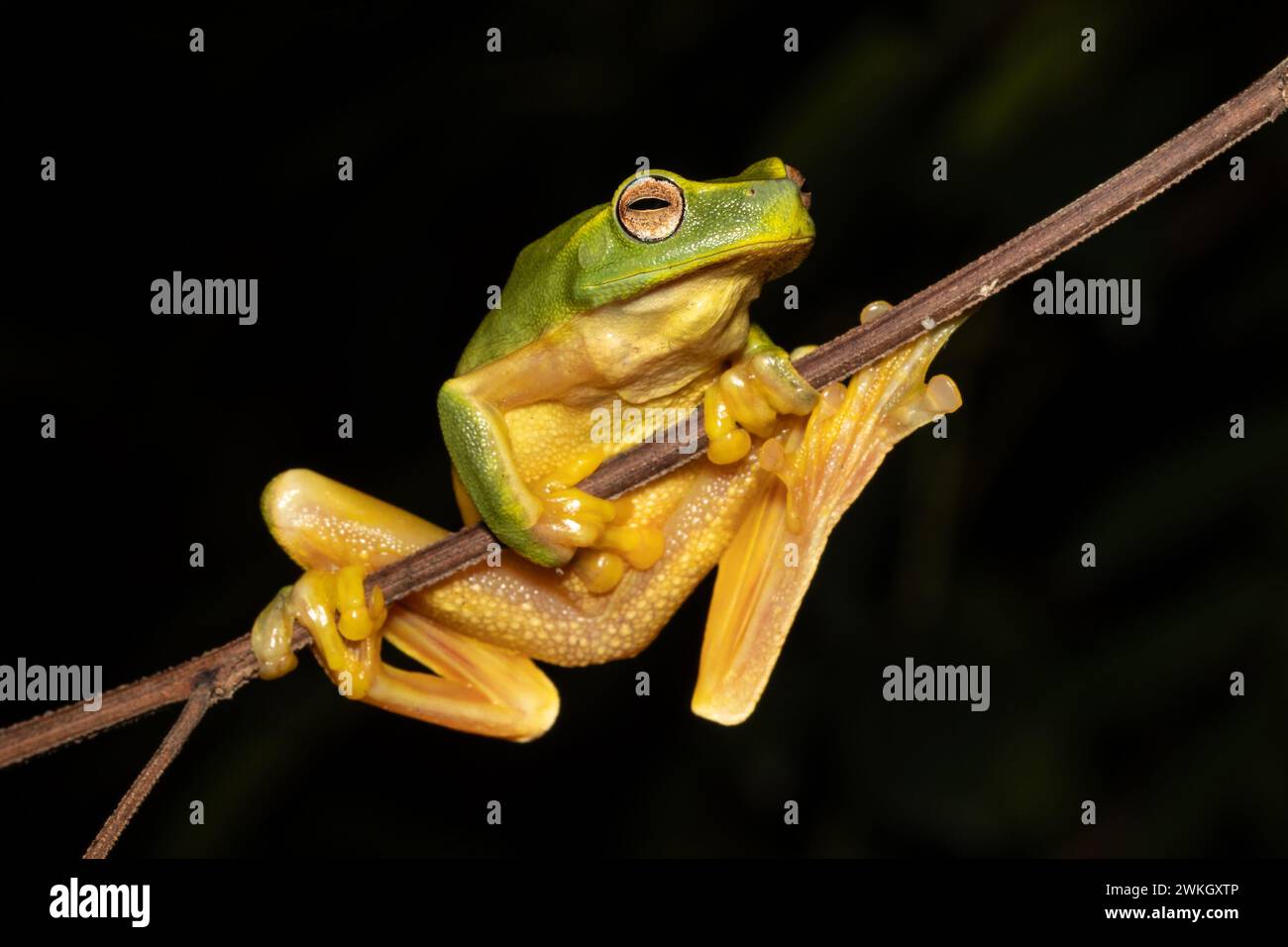 Australian Dainty Tree Frog resting on tree branch Stock Photo