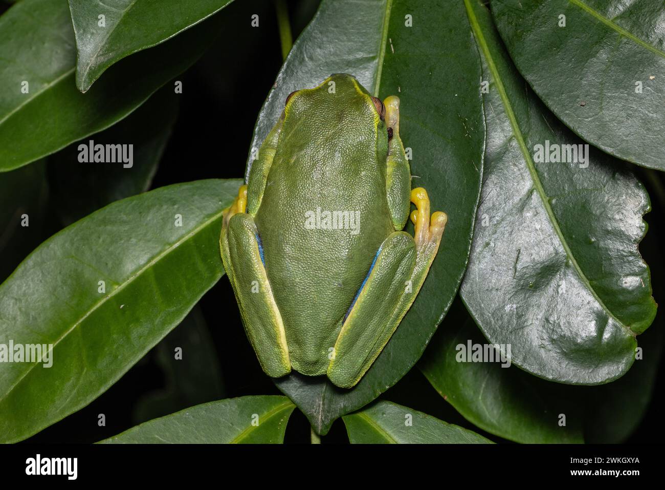 Australian Dainty Tree Frog resting on green leaf Stock Photo
