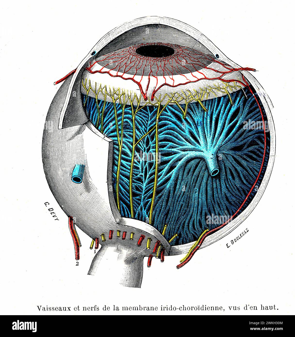 Eye anatomy, illustration Stock Photo - Alamy