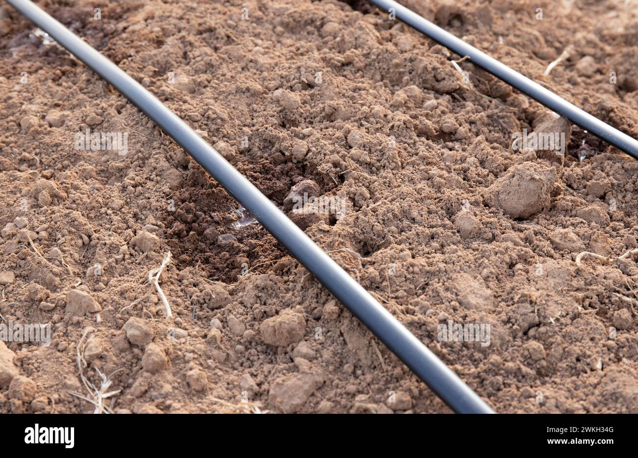 Drip irrigation system Stock Photo - Alamy