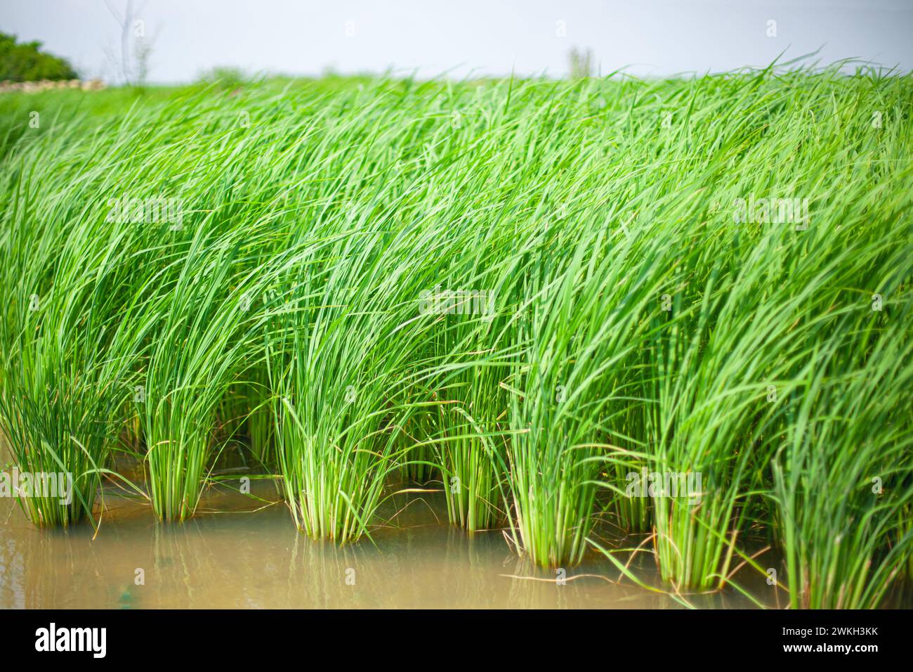 Image of green rice plants in Vietnam Stock Photo