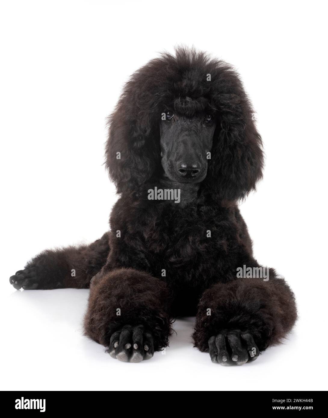 black standard poodle in front of white background Stock Photo - Alamy