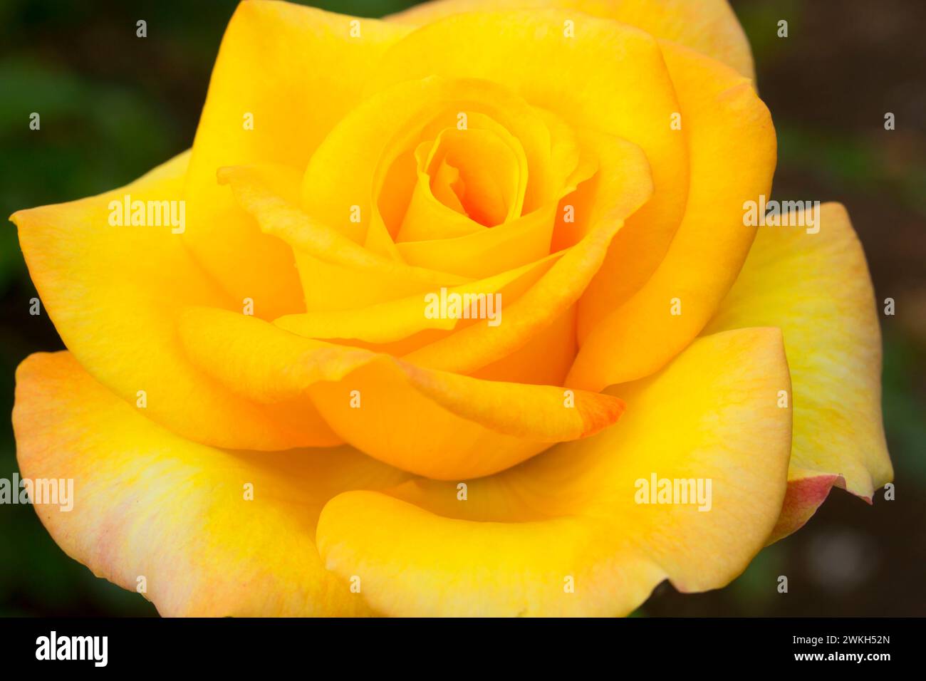 Rose gold medal hi-res stock photography and images - Alamy