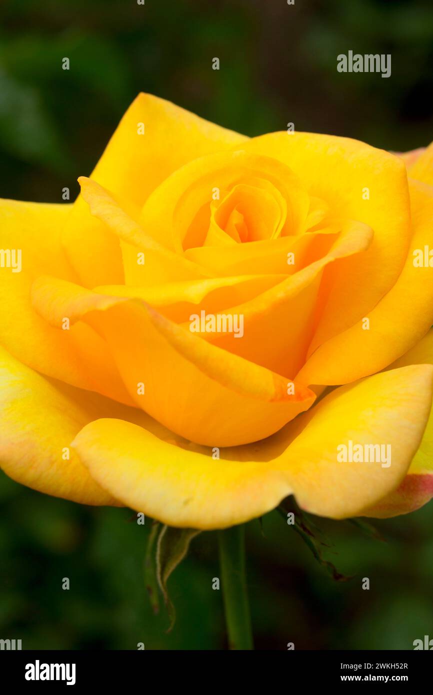 Rose gold medal hi-res stock photography and images - Alamy