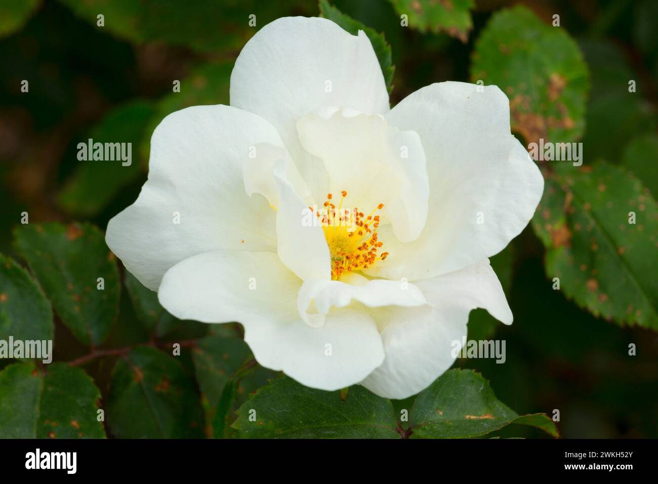 White Out rose, Heirloom Roses, St Paul, Oregon Stock Photo