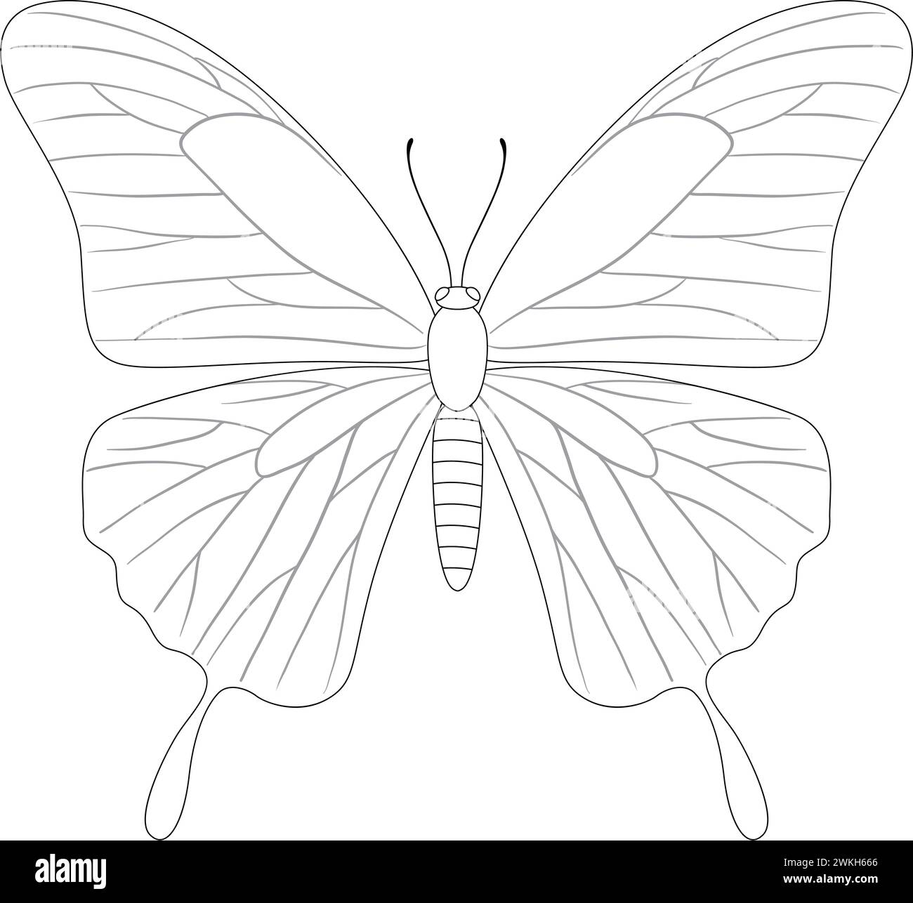 Black and white vector of a detailed butterfly Stock Vector