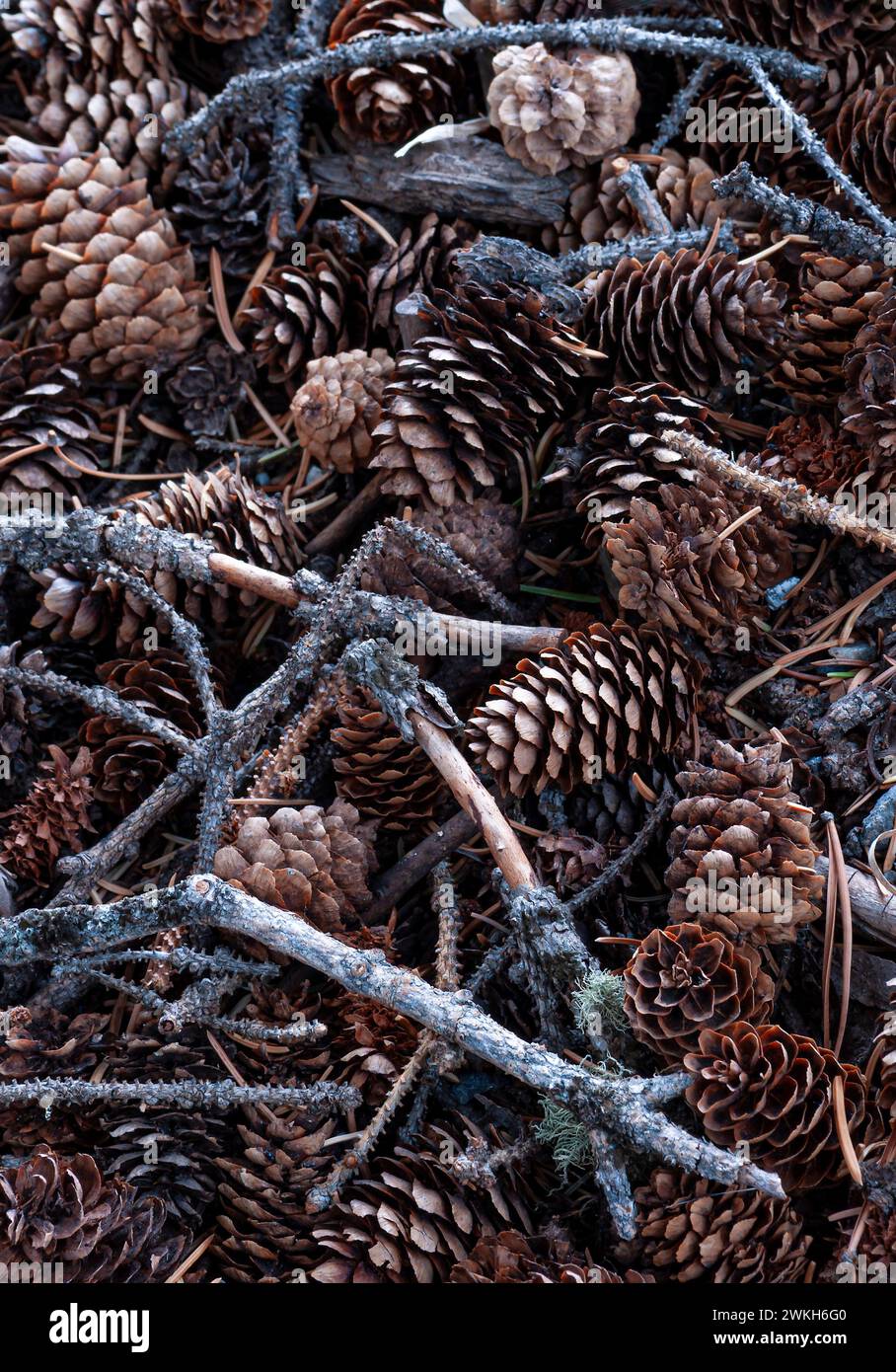 Pine cones and broken twigs from the tree above (White Spruce - Picea glauca) lay on the forest floor covering it completely, Yellowstone National Par Stock Photo