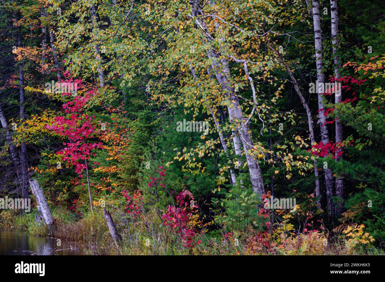Maple trees, Birch trees and conifers are in their autumn glory on the