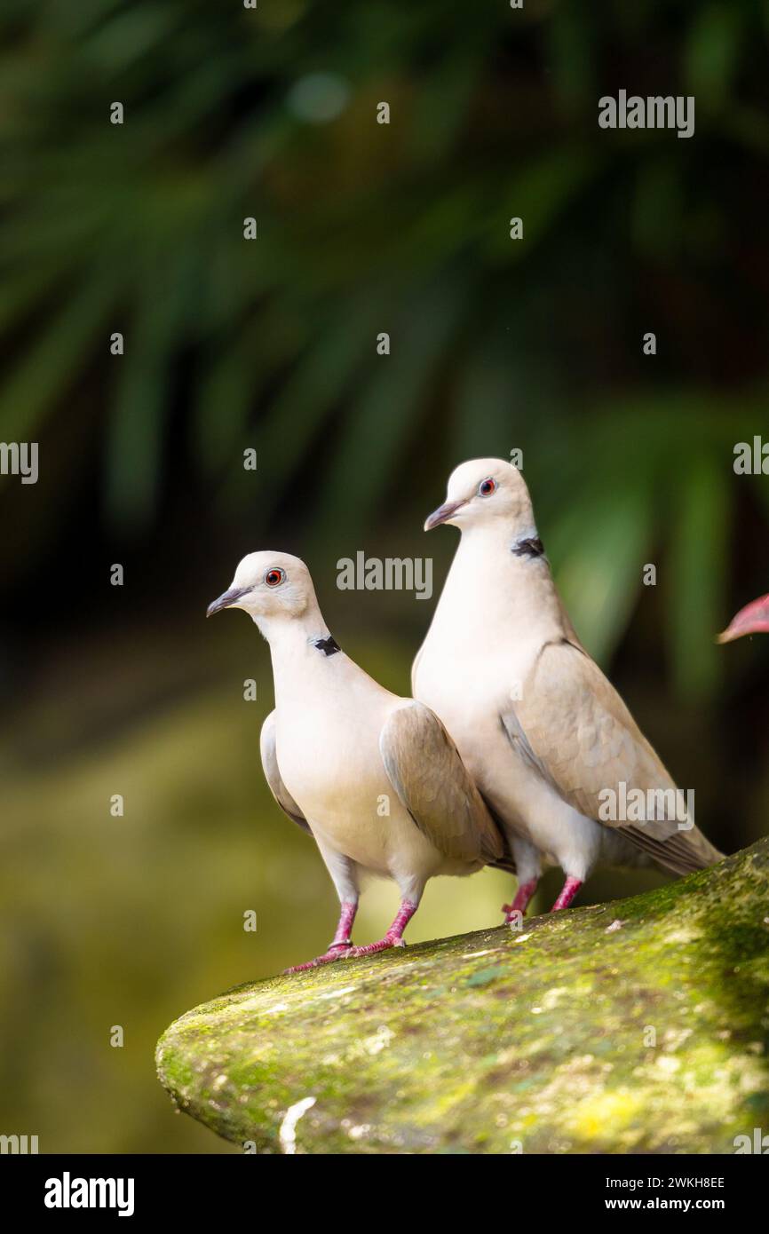 A pair of pigeon standing together and look lovely. Stock Photo