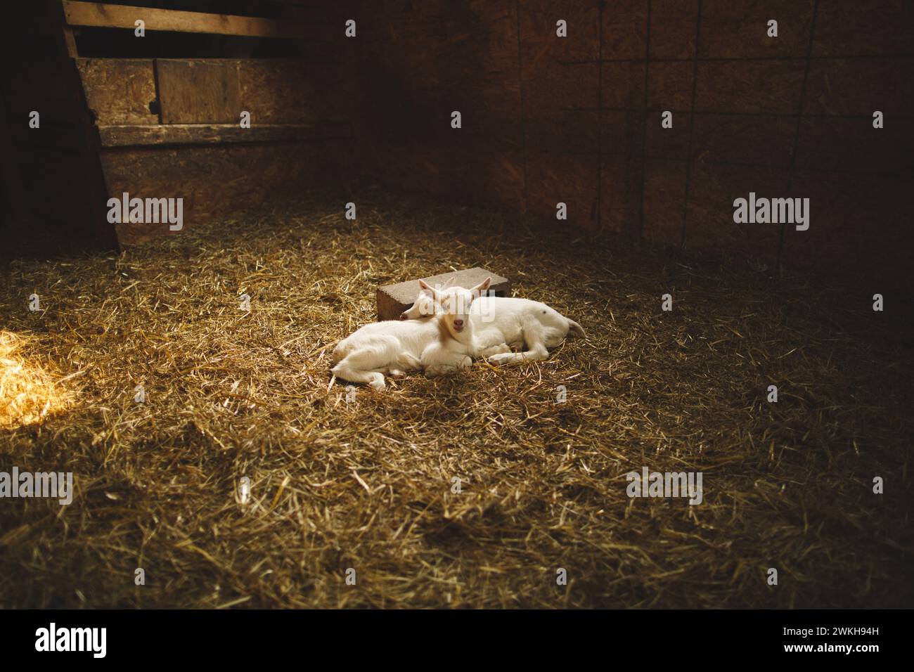 A white rabbit resting with small rabbits on straw bedding Stock Photo