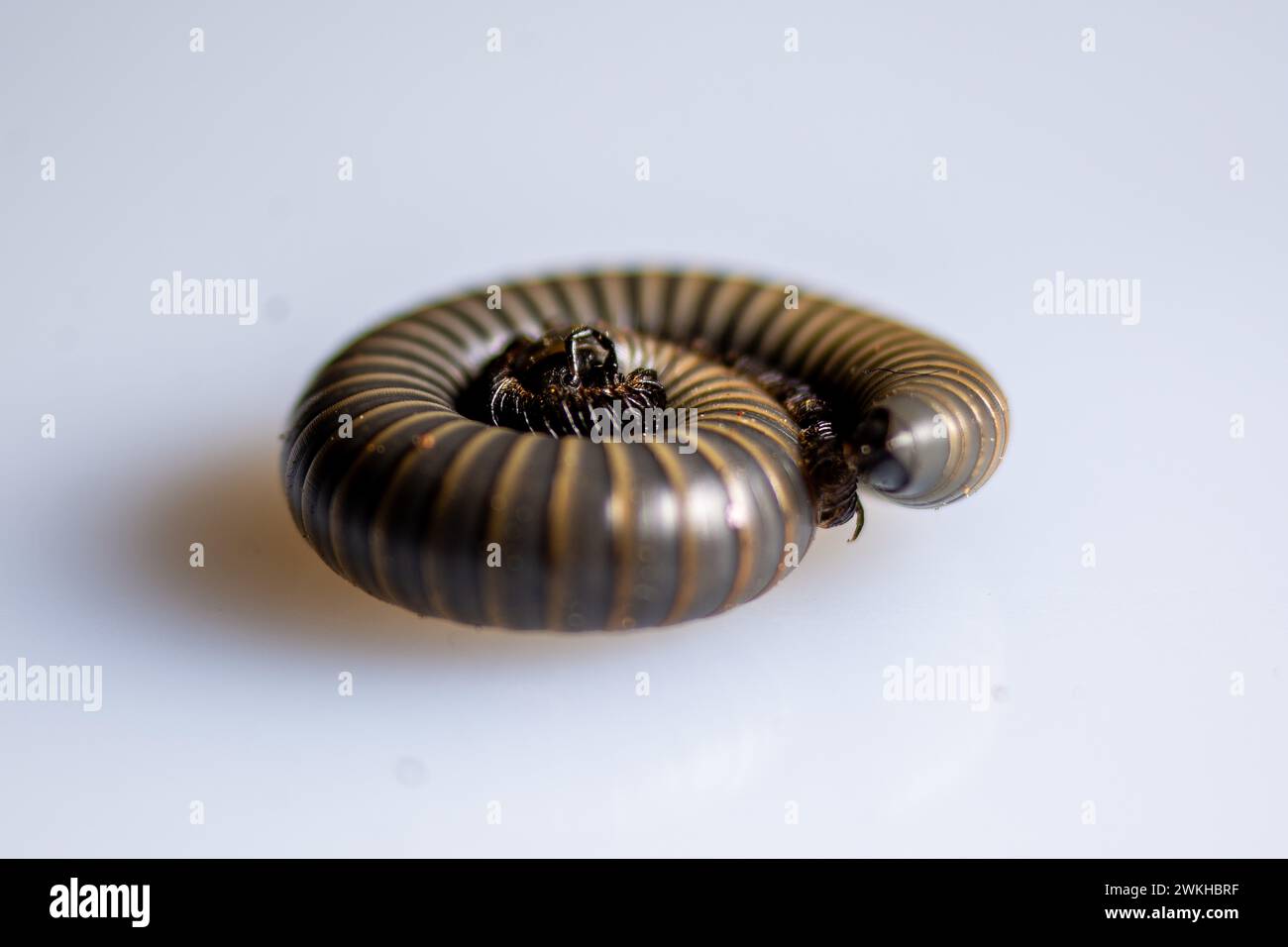 A close-up of a millipede coiled Stock Photo