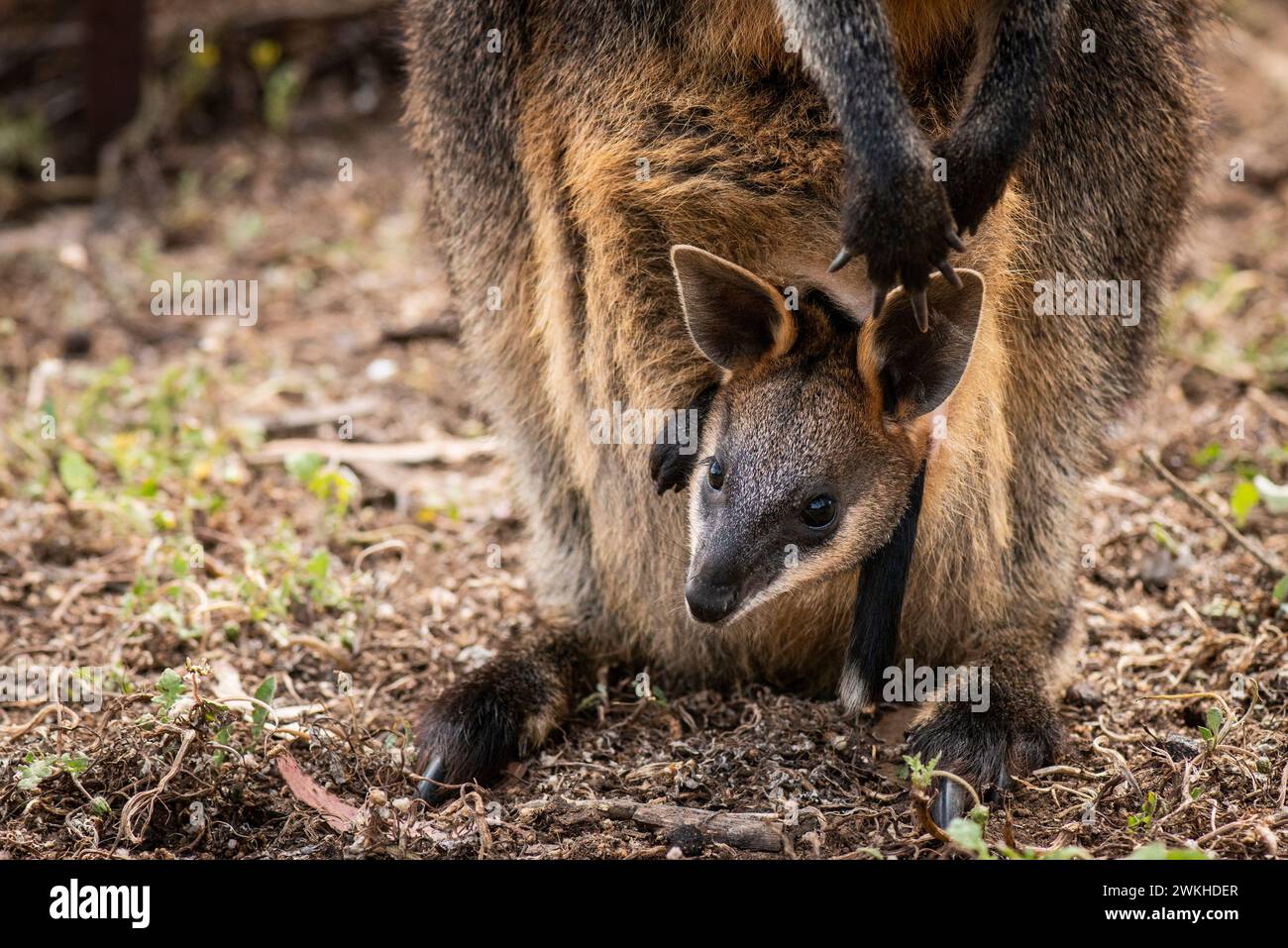 Wallaby Joey, at the Kangaroo Island Wildlife Park, Kangaroo Island, South AustraliaKangaroo Island, South Australia Stock Photo