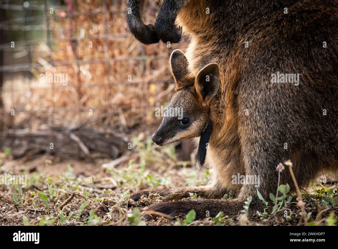 Wallaby Joey, at the Kangaroo Island Wildlife Park, Kangaroo Island, South AustraliaKangaroo Island, South Australia Stock Photo