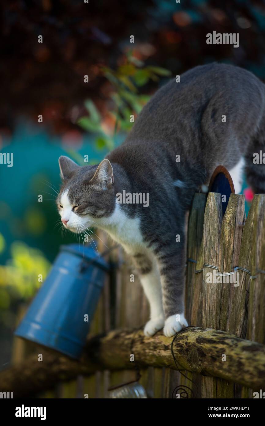 Young tabby cat climbing on a garden fence and looks into the distance ...