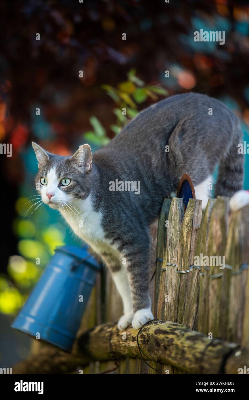 Young tabby cat climbing on a garden fence and looks into the distance ...