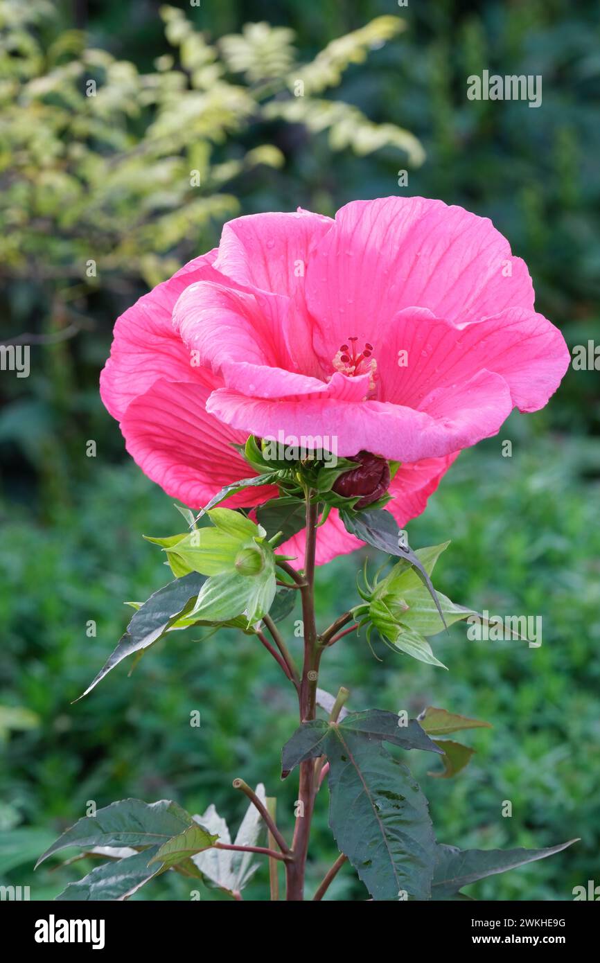 Hibiscus moscheutos Planet Griotte, rose mallow Planet Griotte, Hibiscus moscheutos Tangri, large cherry-red flowers Stock Photo