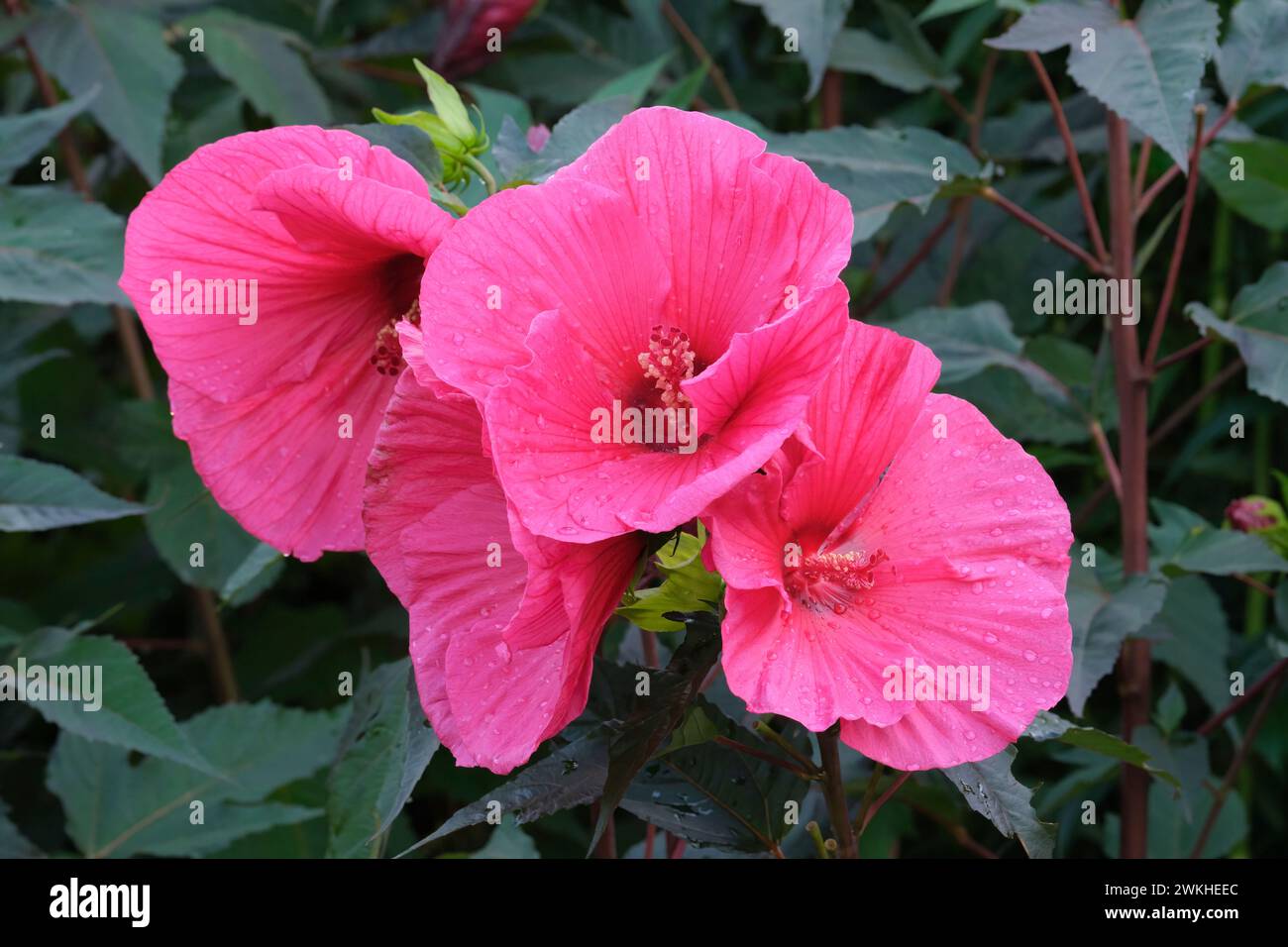 Hibiscus moscheutos Planet Griotte, rose mallow Planet Griotte, Hibiscus moscheutos Tangri, large cherry-red flowers Stock Photo