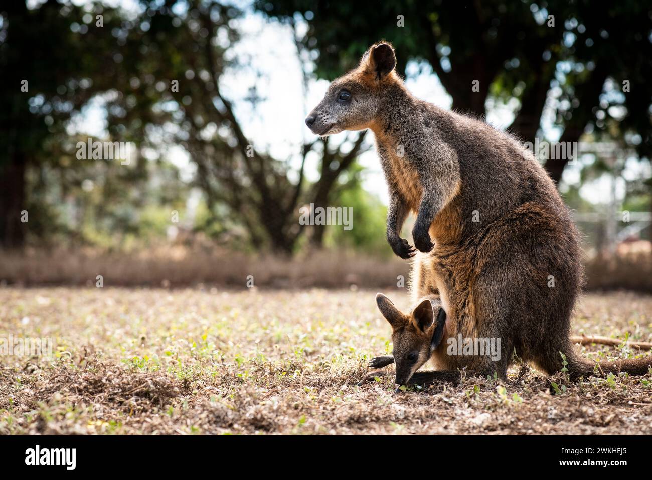 Wallaby and Joey, at the Kangaroo Island Wildlife Park, Kangaroo Island, South Australia, Kangaroo Island, South Australia Stock Photo