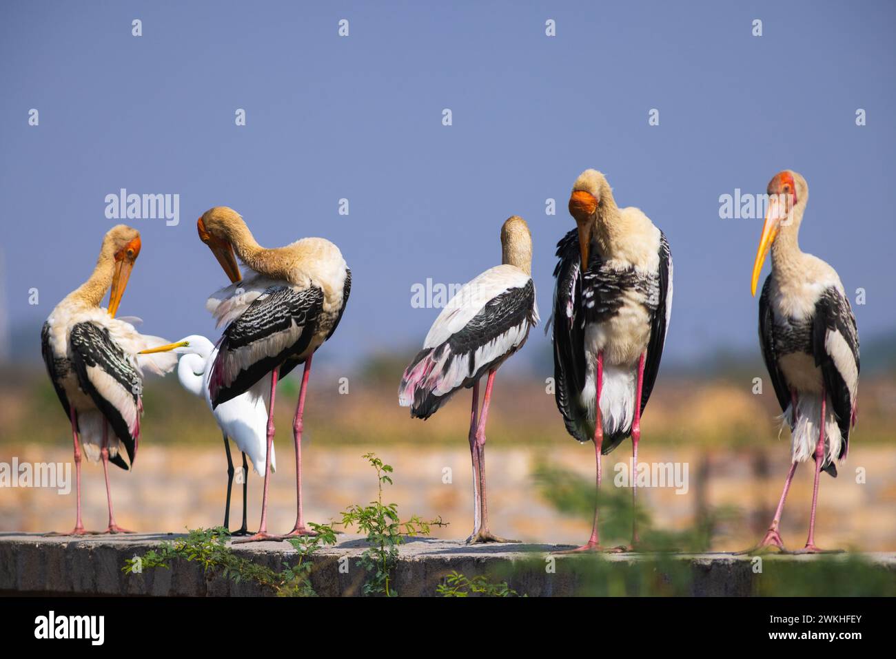 Painted Stork's sitting on a farm wall Stock Photo