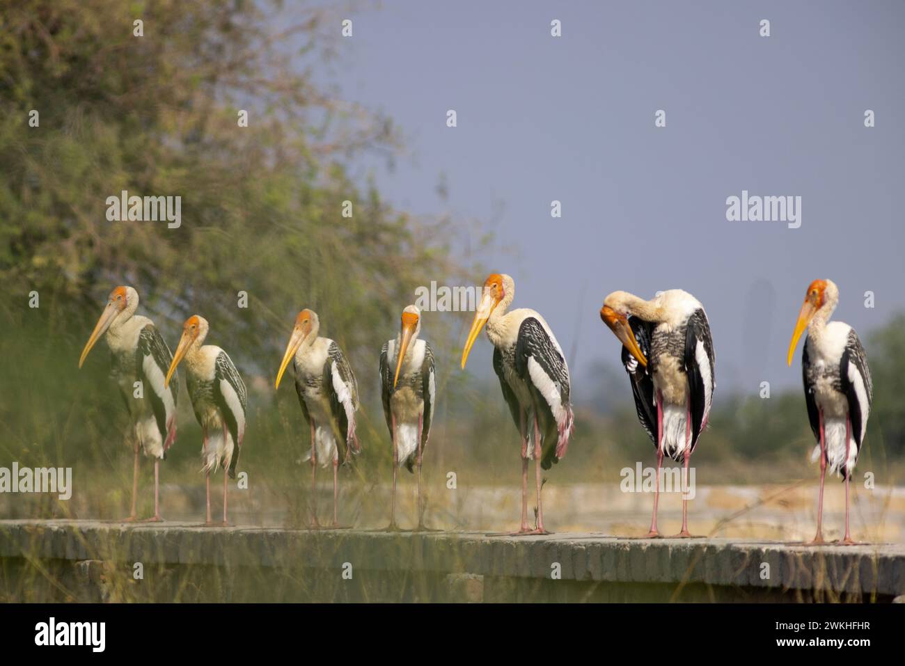 Painted Stork's sitting on a farm wall Stock Photo