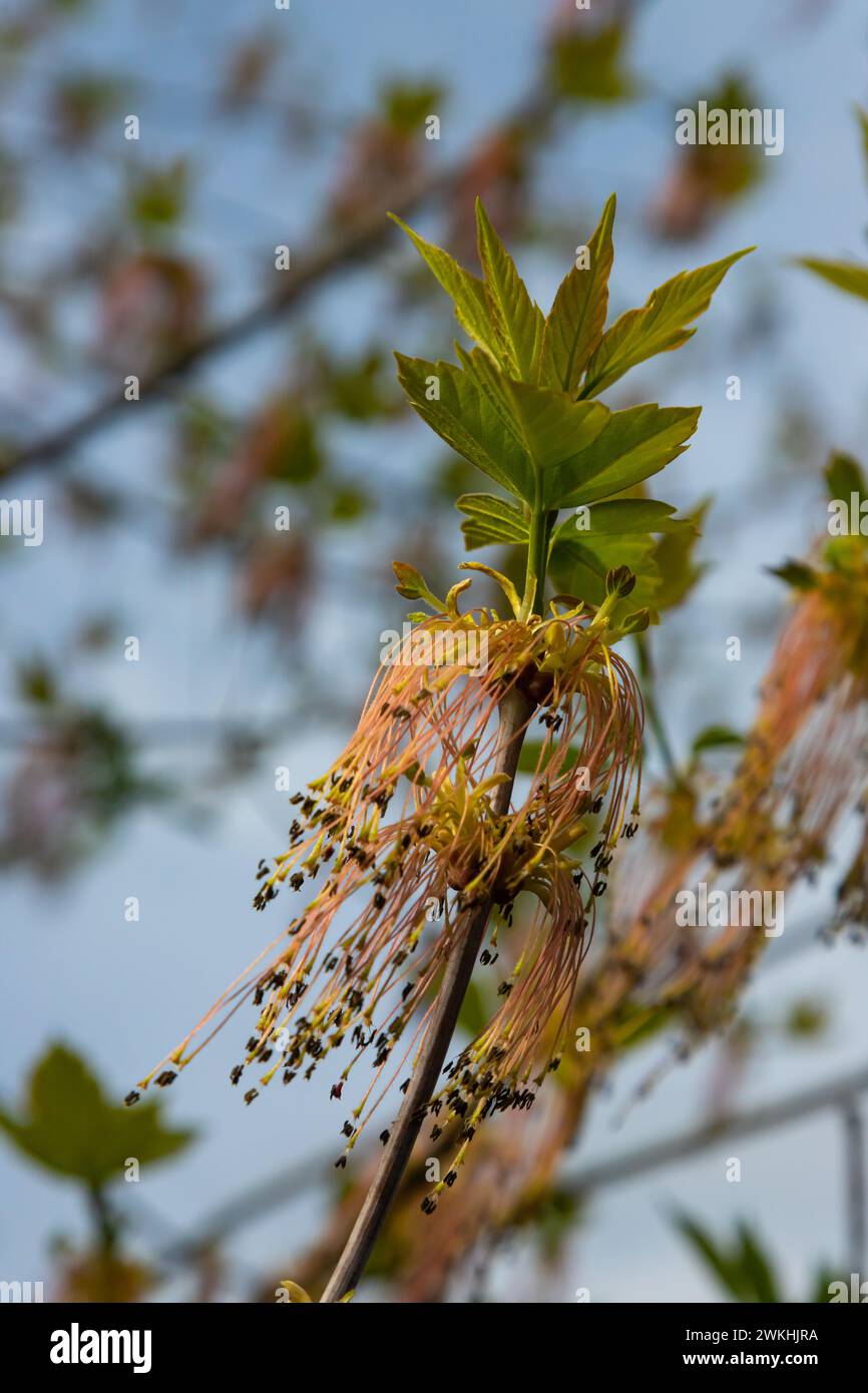 The ash-leaved maple Acer negundo flowers in early spring, sunny day and natural environment, blurred background. Stock Photo