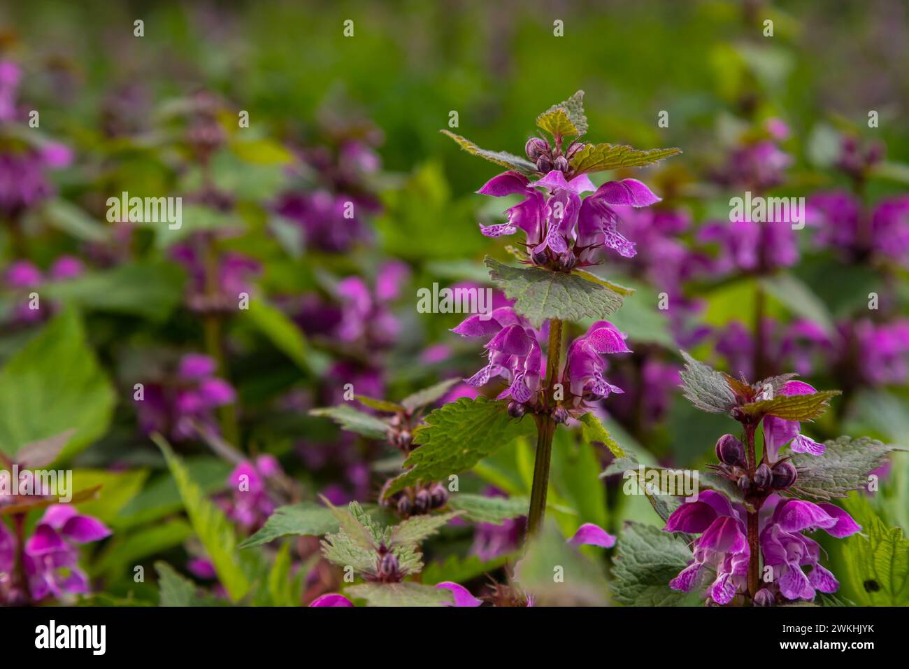 Deaf nettle blooming in a forest, Lamium purpureum. Spring purple flowers with leaves close up. Stock Photo