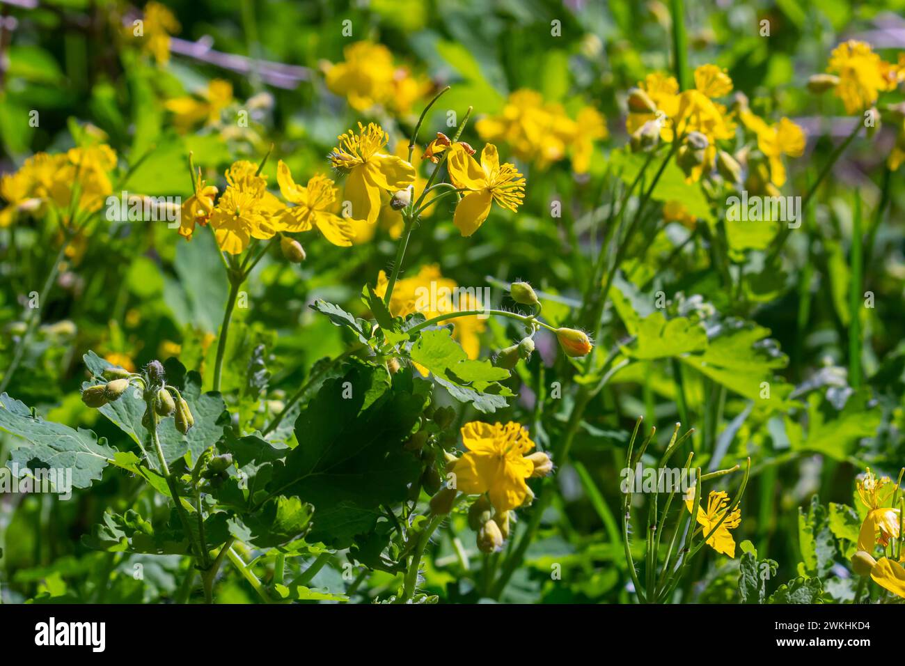 macro-photo-of-nature-yellow-flowers-of-celandine-background-blooming