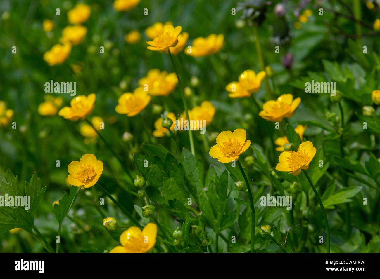 lose-up of Ranunculus repens, the creeping buttercup, is a flowering plant in the buttercup family Ranunculaceae, in the garden. Stock Photo
