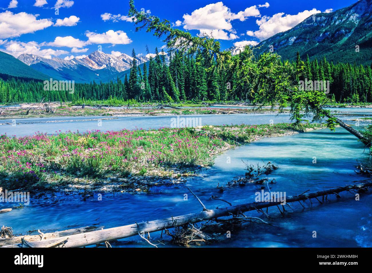 Woodland river view hi-res stock photography and images - Alamy