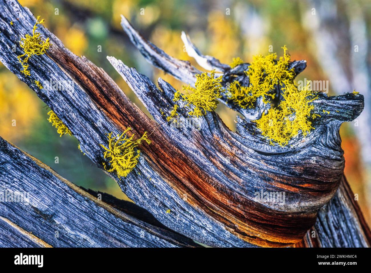 Toxic Wolf lichen growing on a old tree stump Stock Photo
