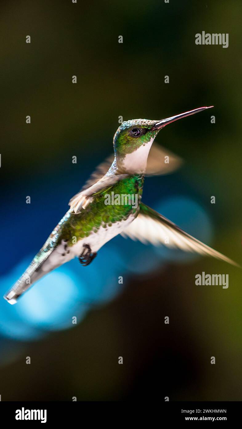 A Hummingbird flying and blurred background Stock Photo