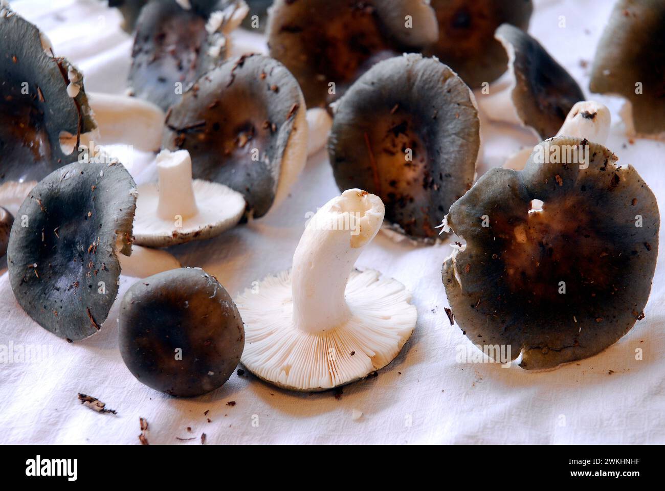 Specimens of the edible charcoal burner mushroom (Russula cyanoxantha