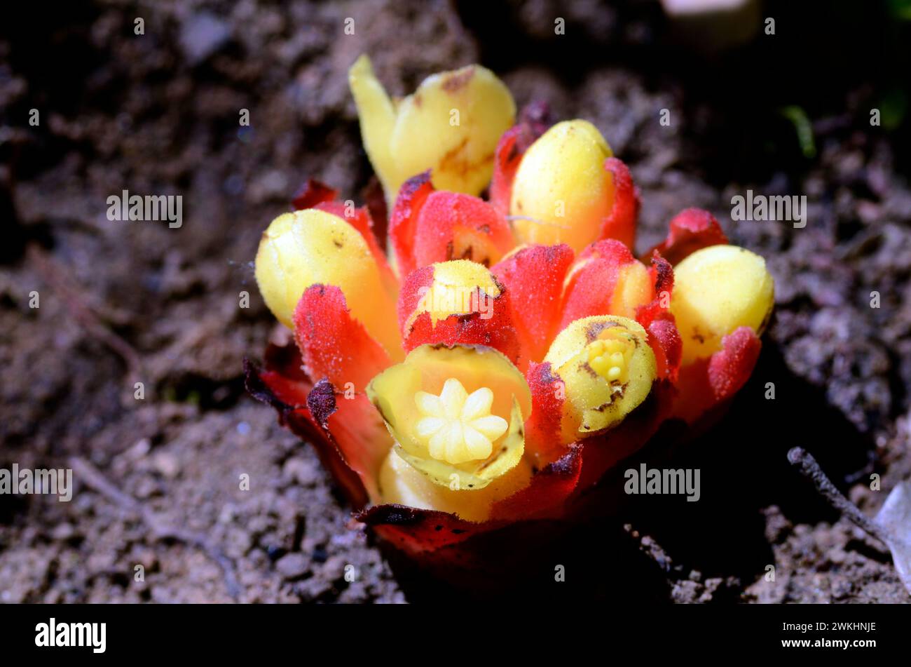 Flowers of Cytinus hypocistis, a parasitic plant of the Cistaceae Stock ...