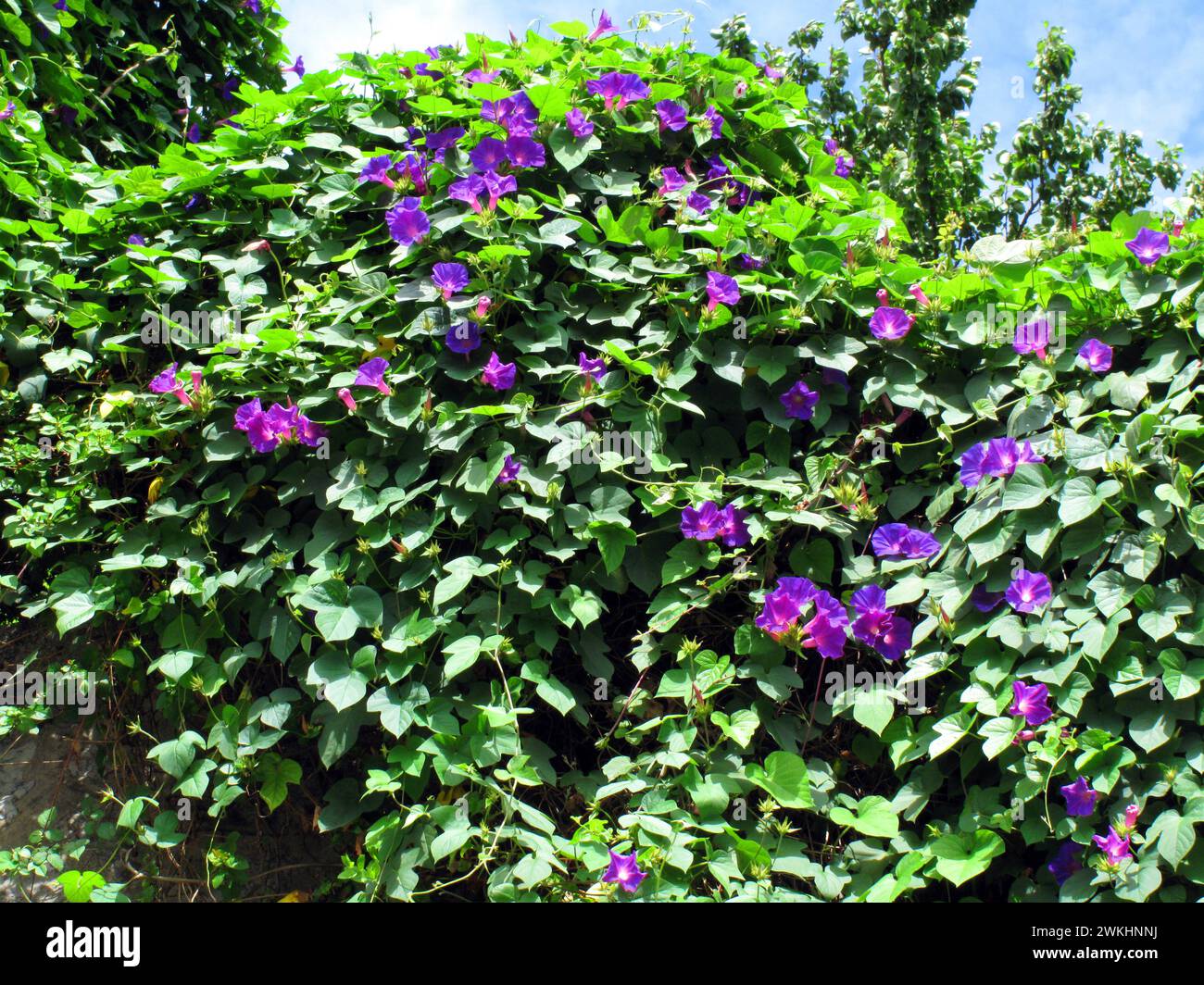 The invasive plant blue morning glory (Ipomoea indica) in flower. It is native to tropical regions of America. Stock Photo