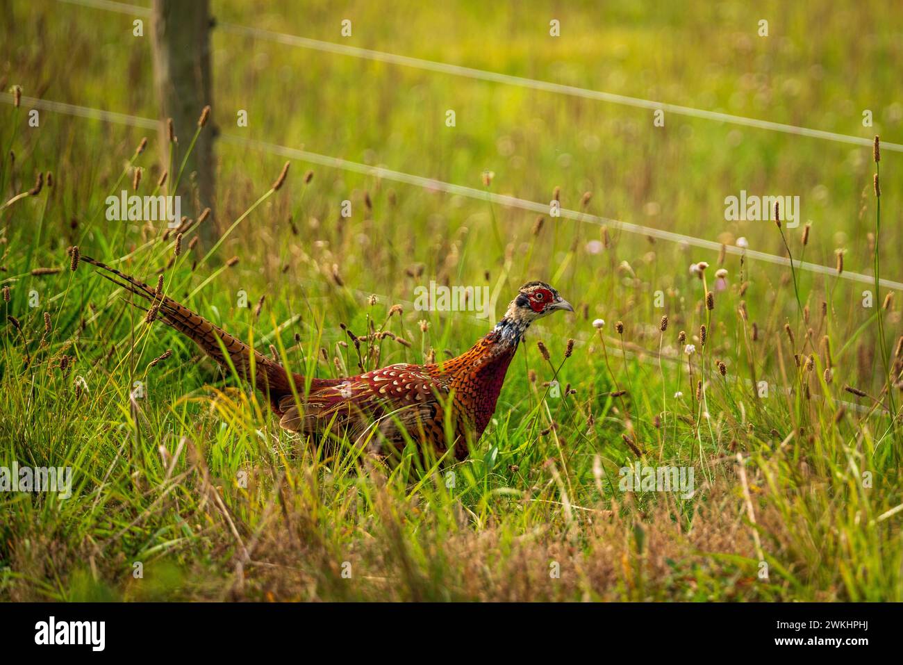 Portrait of a pheasant rooster in nature park on the Baltic Sea, Germany. Stock Photo