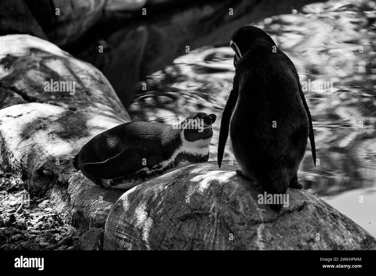 Antarctic parenting Black and White Stock Photos & Images - Alamy