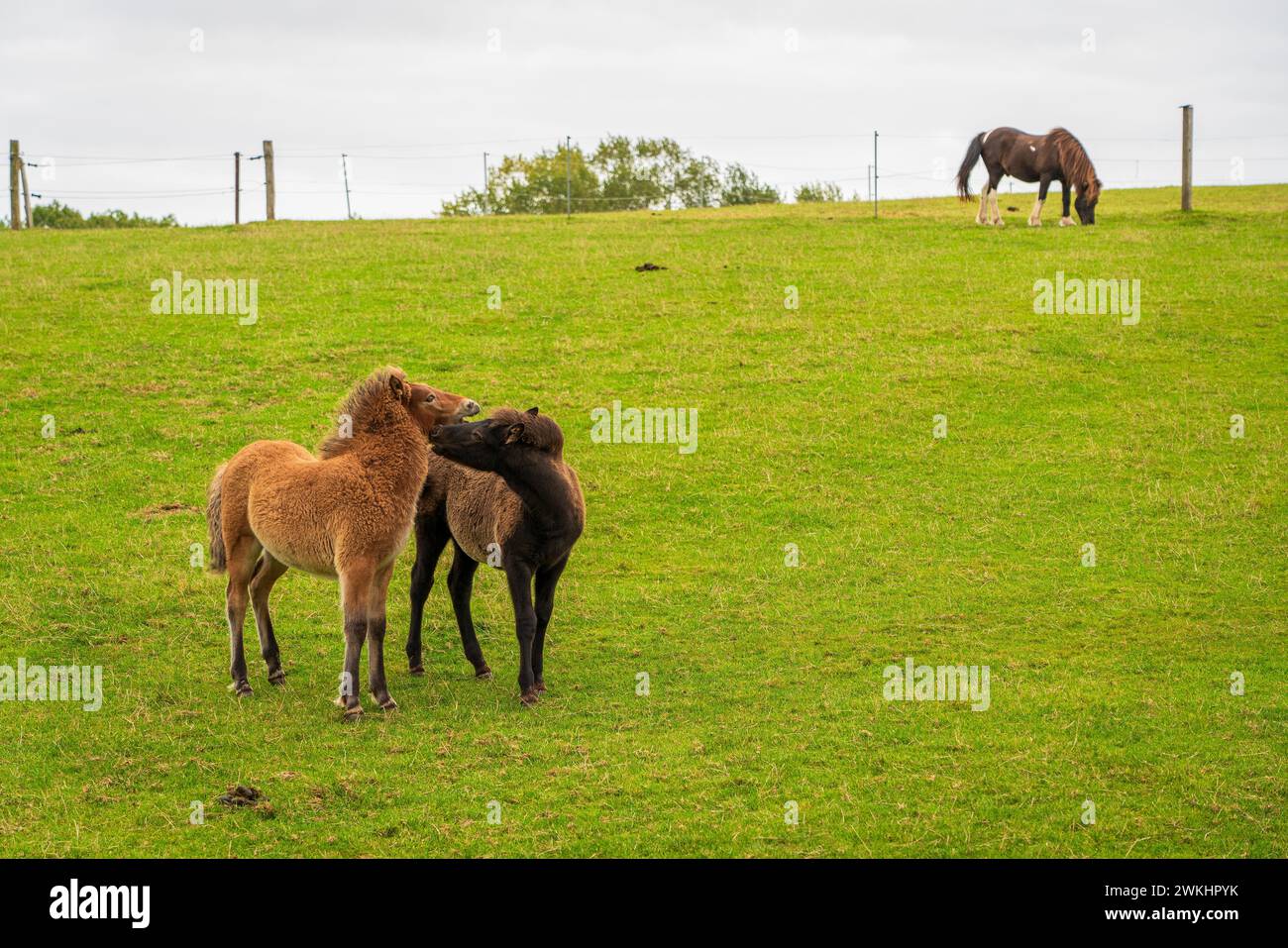 Horses grazing in the horse pasture. Stock Photo