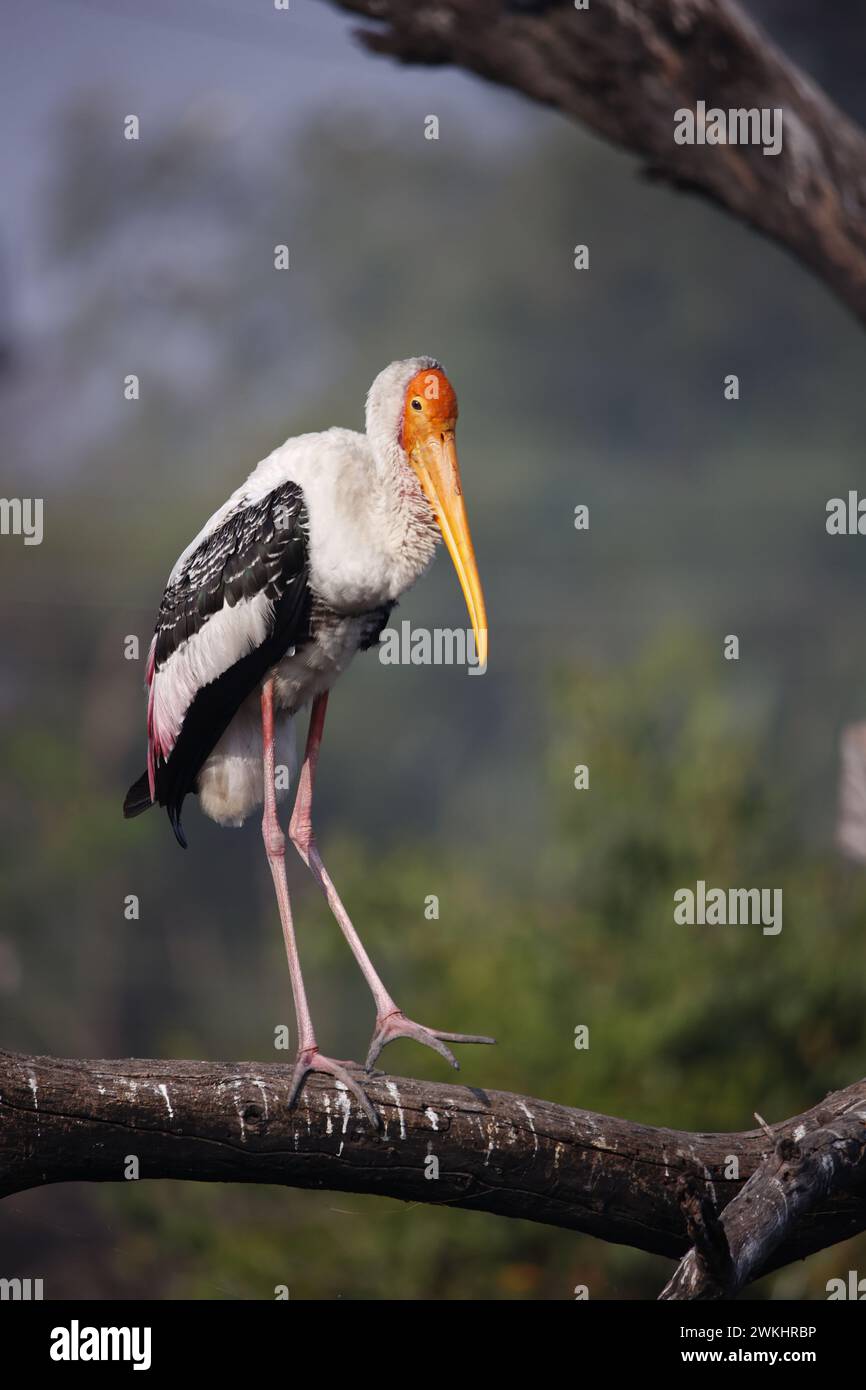 Painted storks in India Stock Photo