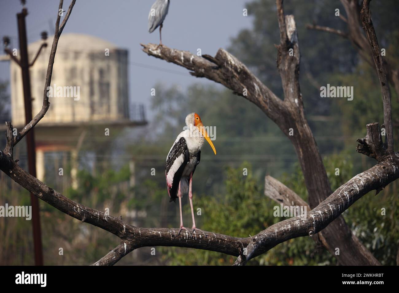 Painted storks in India Stock Photo