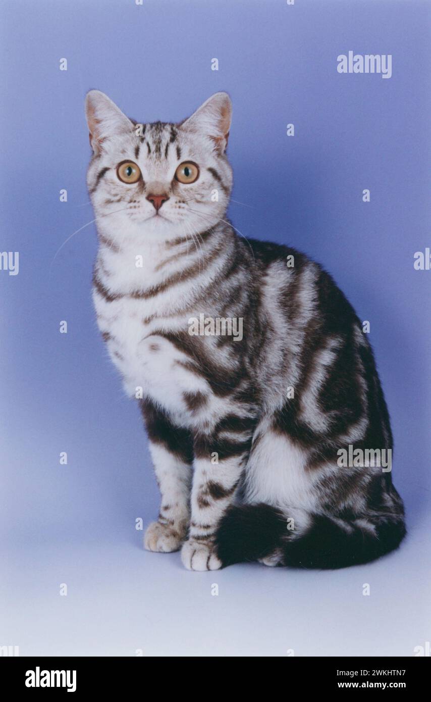 British Shorthair Chocolate Silver Tabby Cat Sitting Forwards on a Lilac Background Bsh Stock Photo