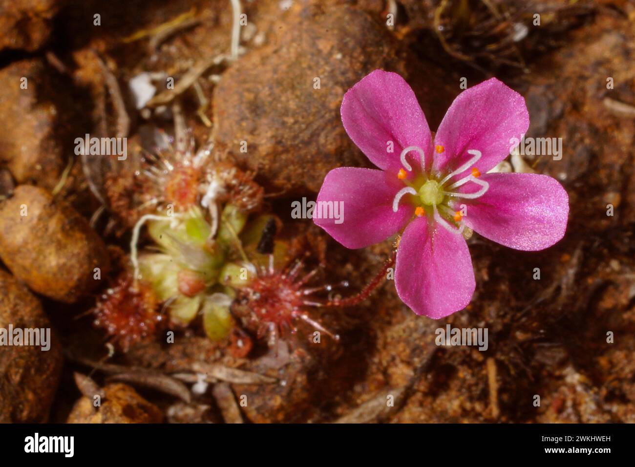 Pink flower of the beautiful pygmy sundew (Drosera pulchella), in natural habitat, Southwest Western Australia Stock Photo